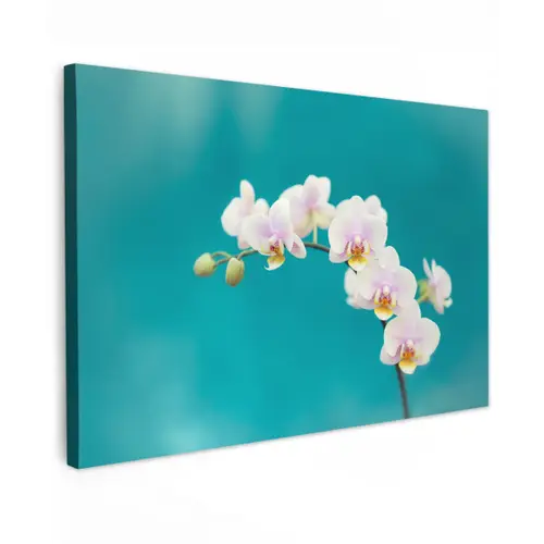 Orchidee - Bloemen - Plant - Wit - Paars canvas 2cm klein -z3d