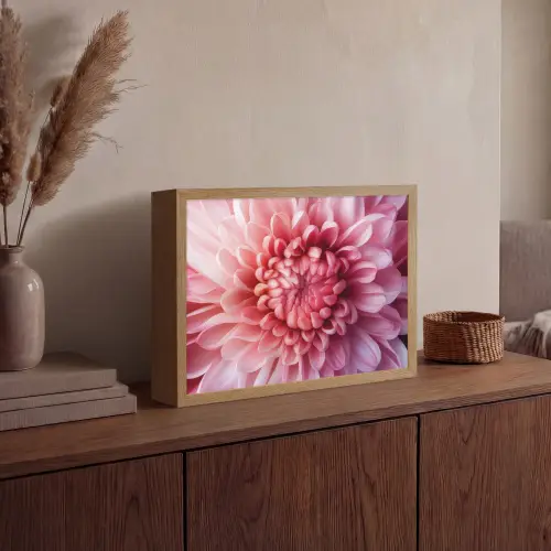 Dahlia - Bloem - Close up - Roze Light Box met batterij (Wandlamp) middel -sfeer2