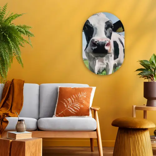 Koe - Weiland - Natuur - Dieren - Gras Wandcirkel Ovaal Forex klein -sfeer4
