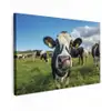 Koe - Tong - Weide canvas 2cm klein -z3d