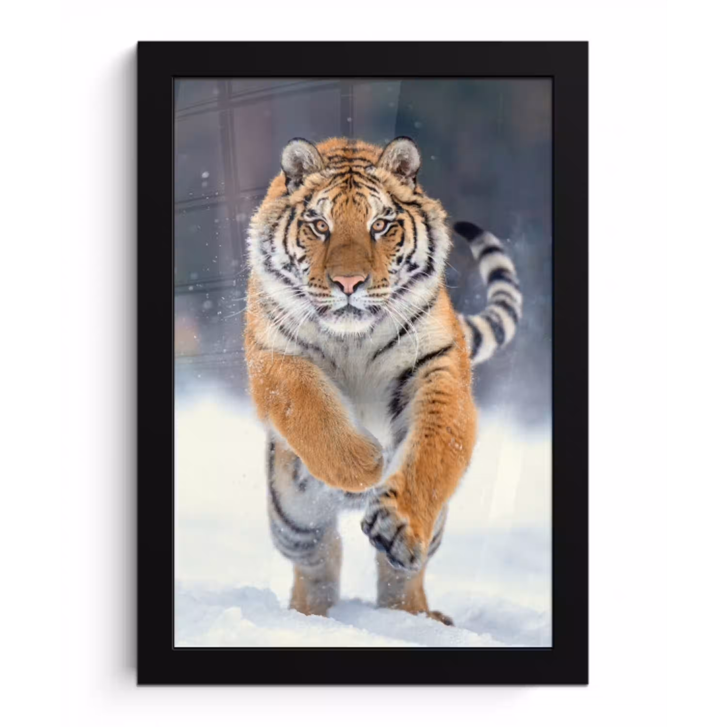 Tijger - Landschap - Sneeuw - Winter - Dieren fotolijst zwart zonder passe partout klein -3d