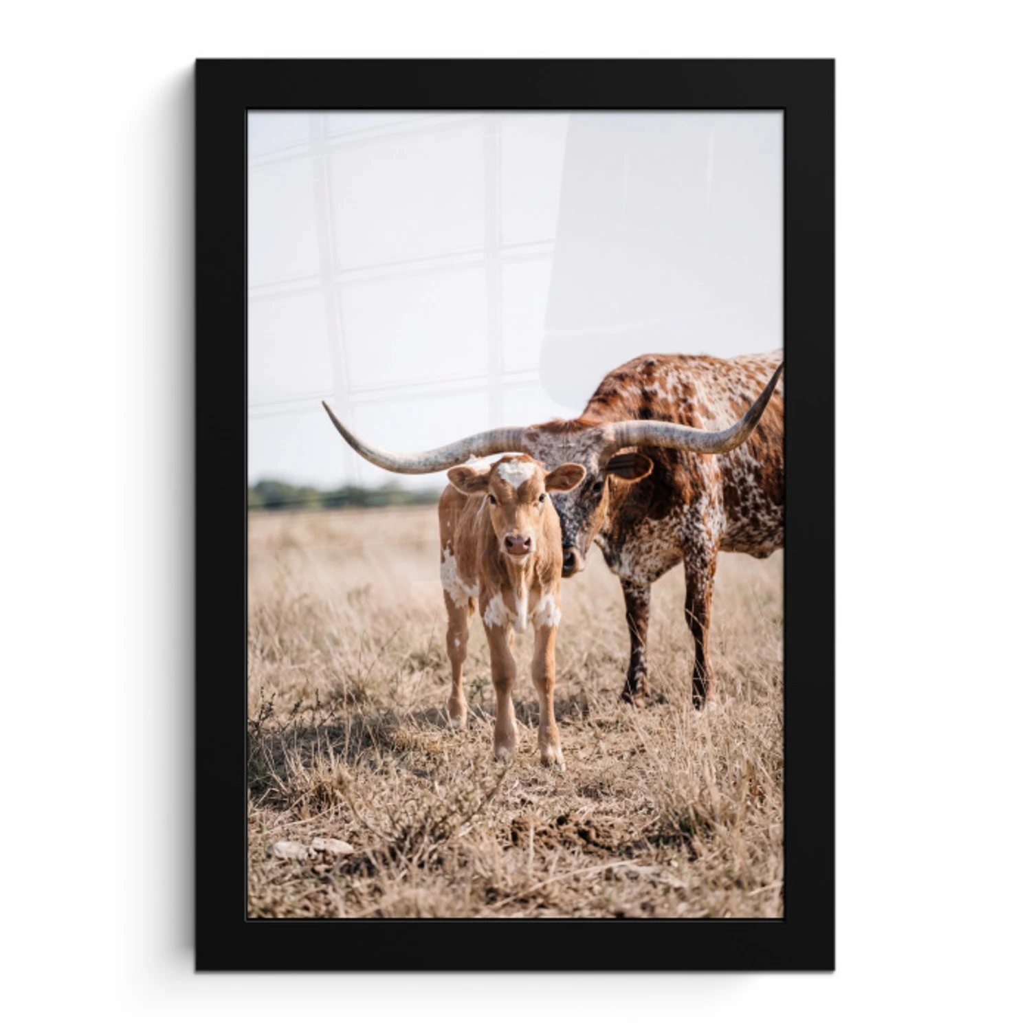 Texas Longhorn - Kalf - Weide - Dieren fotolijst zwart zonder passe partout klein -3d