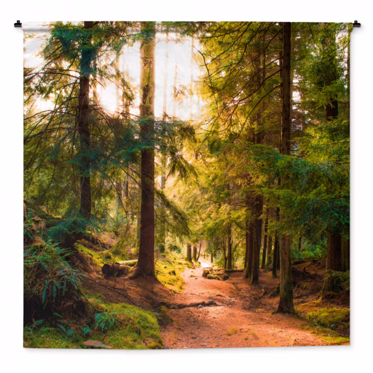Wandkleed - Bos - Pad - Bomen - Groen - Zon - Natuur