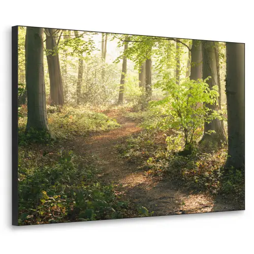 Bos - Bomen - Pad - Zon - Planten - Bladeren - Natuur Textielframe - compleet frame klein -3d