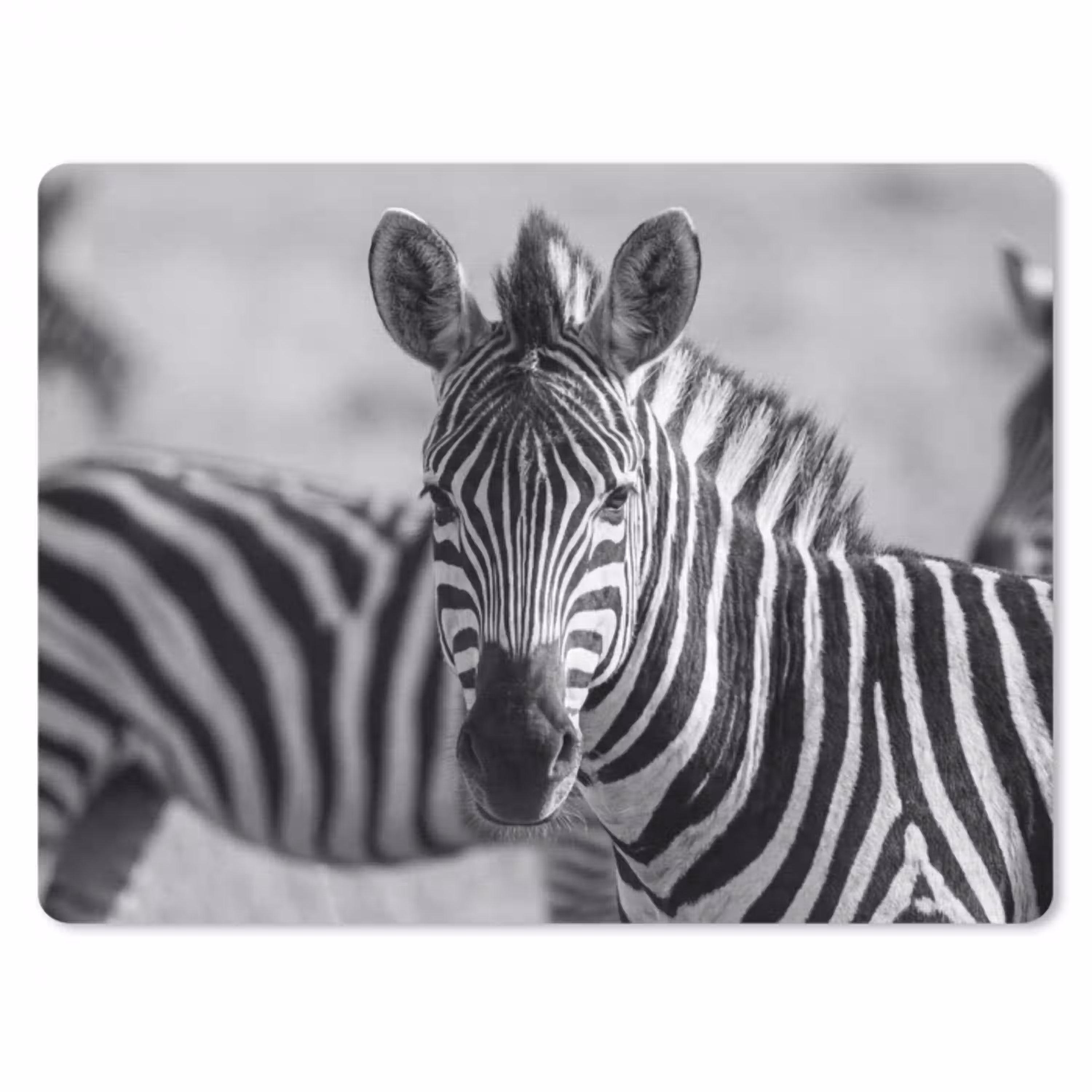 Zebra's - Zwart - Wit muismat rubber klein -3d