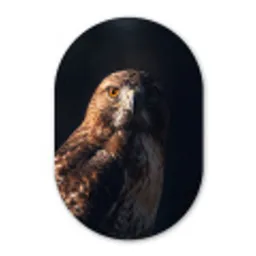 Roofvogel - Buizerd - Bruin Wandcirkel Ovaal Forex klein -3d