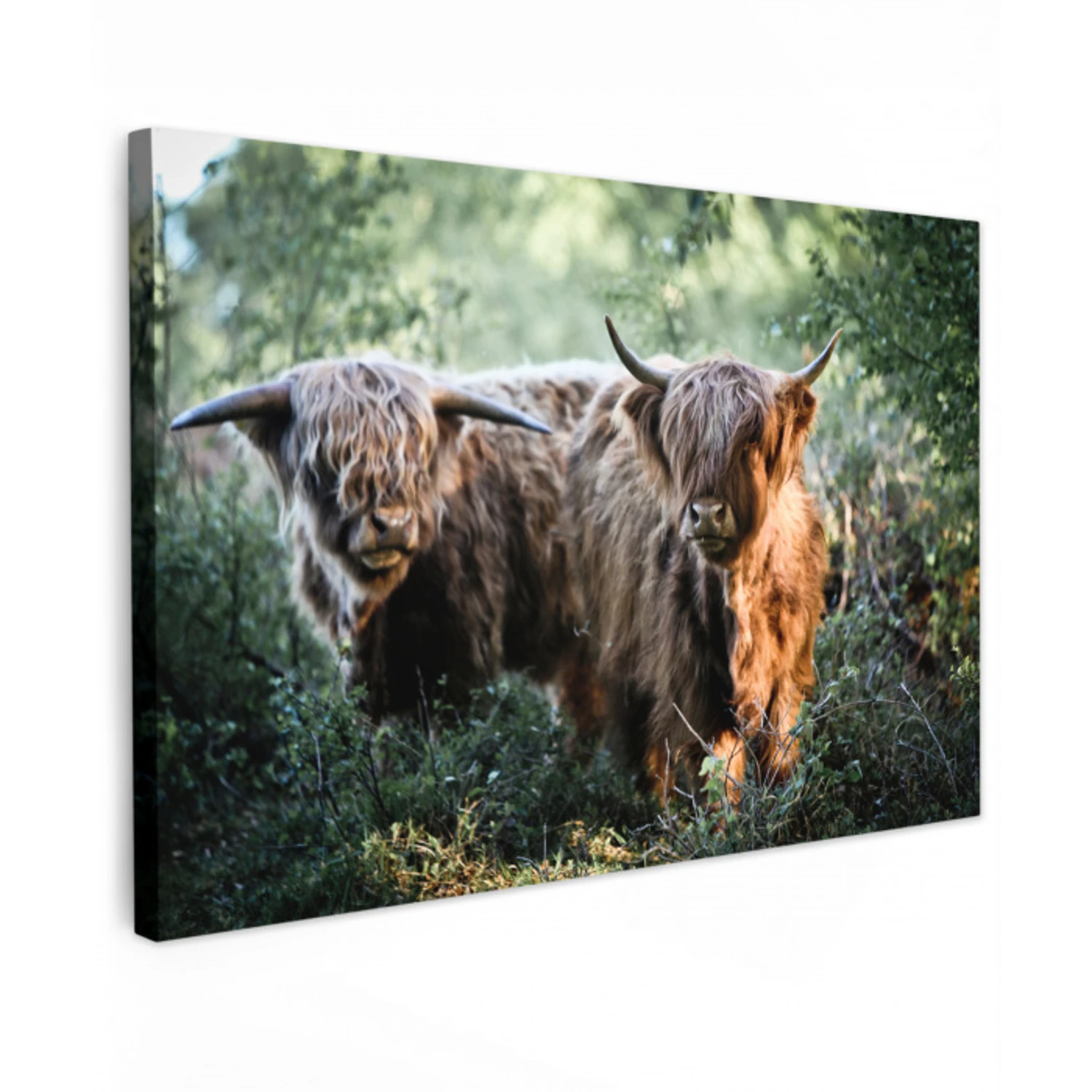 Schotse Hooglanders - Bos - Dieren canvas 2cm klein -z3d
