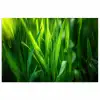 Grassprieten - Lichtinval - Groen poster papier klein -3d
