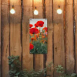Klaprozen in close-up bij zonsondergang tuinposter los doek klein -sfeer1