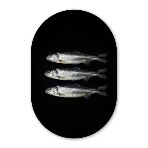 Haring - Vissen - Zwart Wandcirkel Ovaal Glas middel -3d