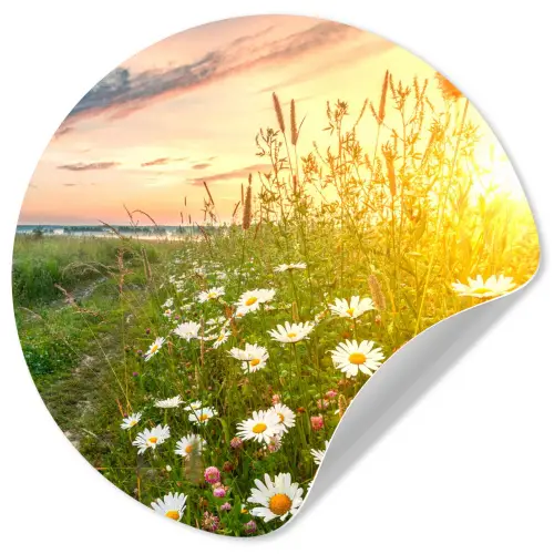 Bloemen - Madelief - Natuur - Zon - Horizon Wandcirkel behangsticker klein -3d