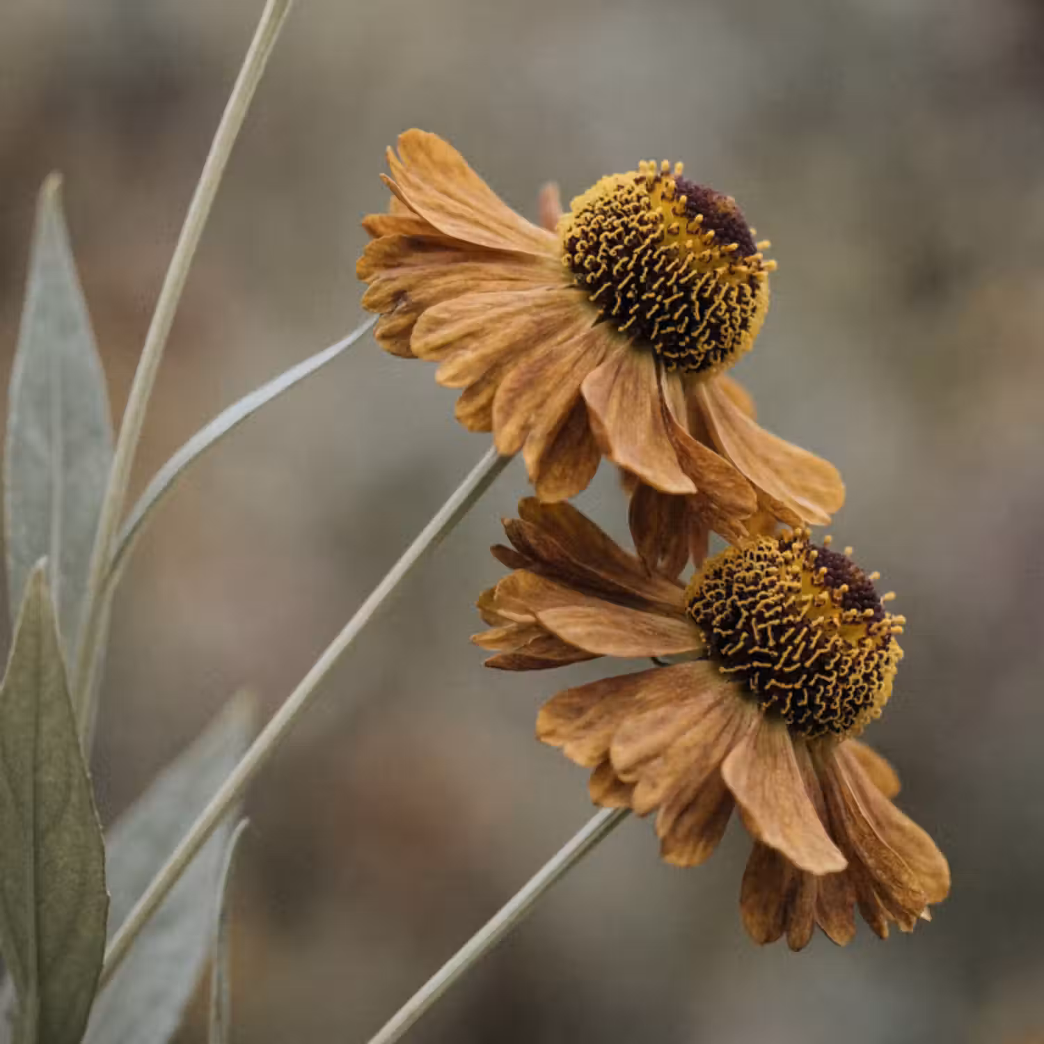 Behang - Zonnehoed - Droogbloemen - Geel - Warm