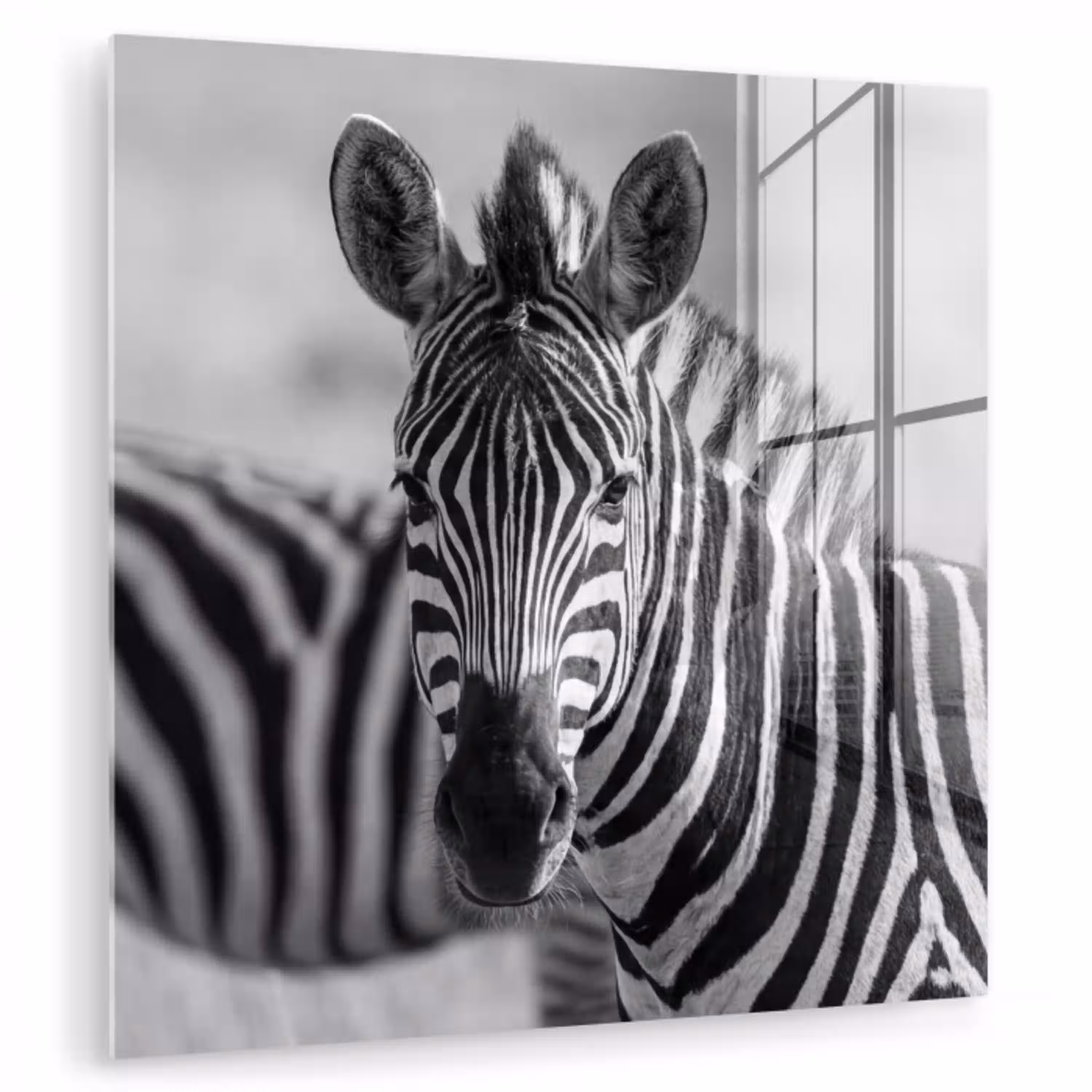 Zebra's - Zwart - Wit plexiglas 5mm klein -zzzproduct_nieuw