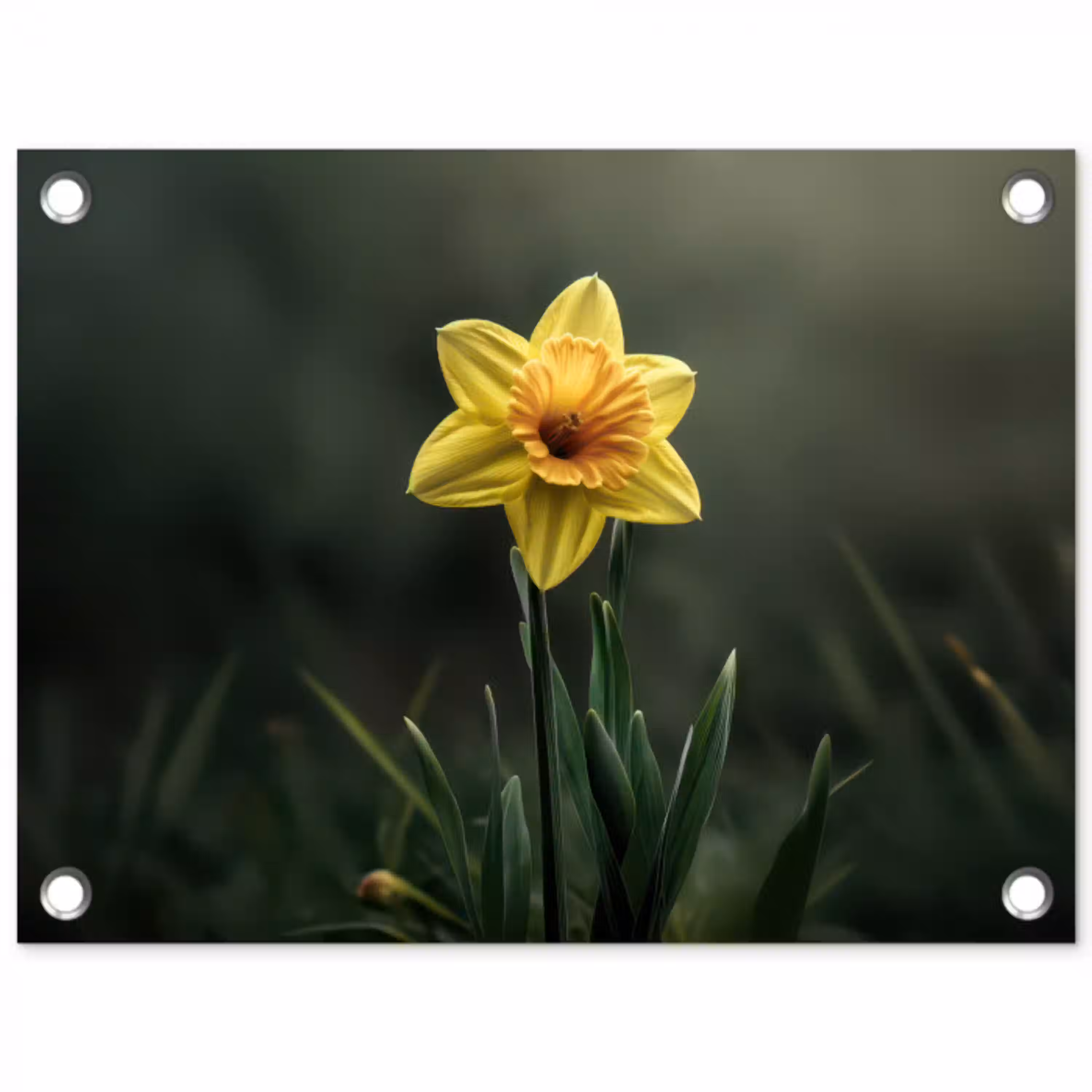 Bloem - Narcis - Gras - Geel tuinposter los doek klein -3d