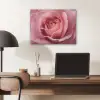 Roze - Roos - Romantisch PET vilt klein -sfeer5