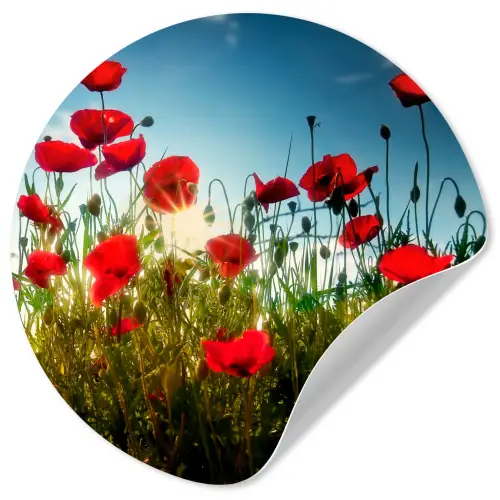 Klaprozen - Toscane - Zon - Rood - Blauw Wandcirkel behangsticker klein -3d