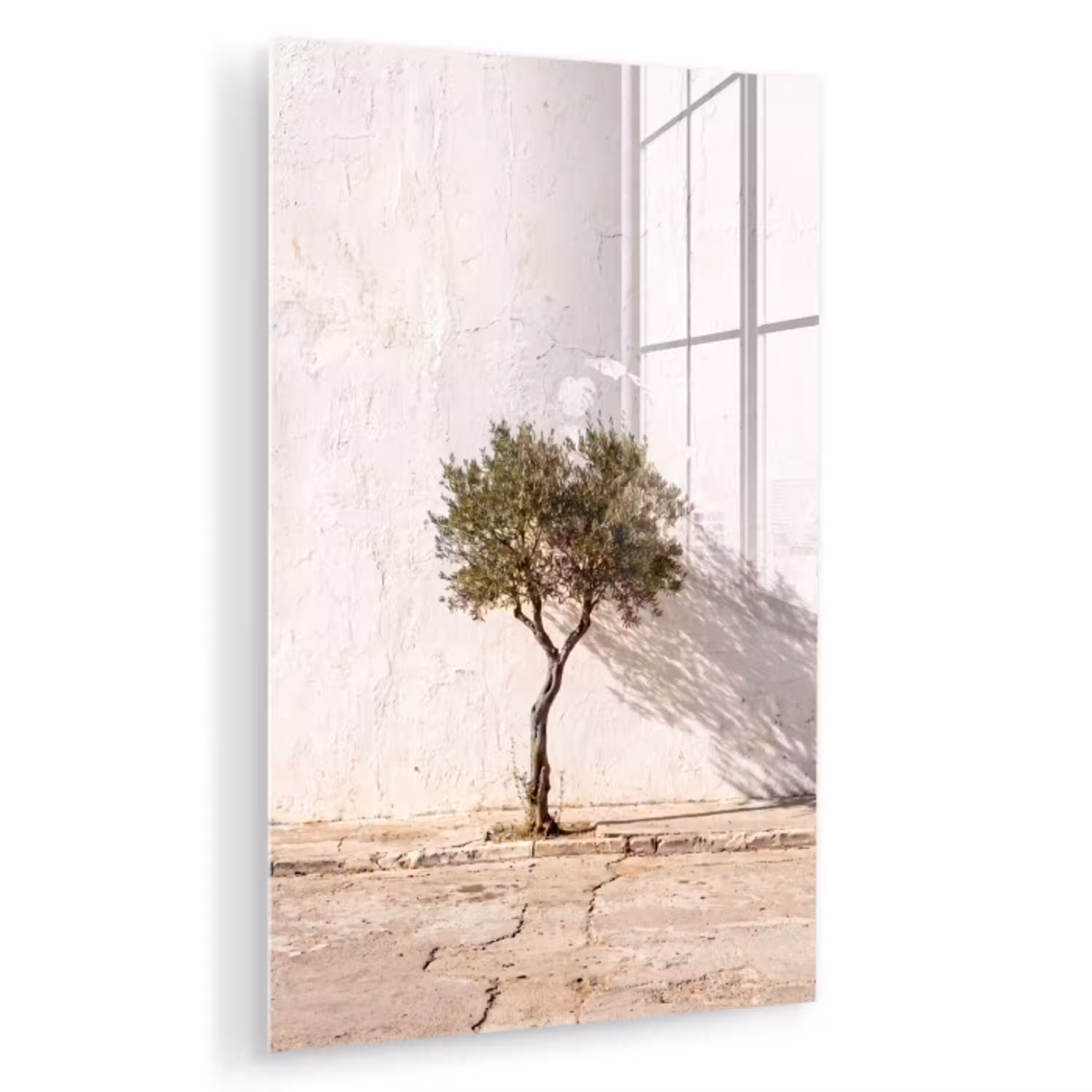 Olijfboom - muur - wit plexiglas 5mm klein -zzzproduct_nieuw