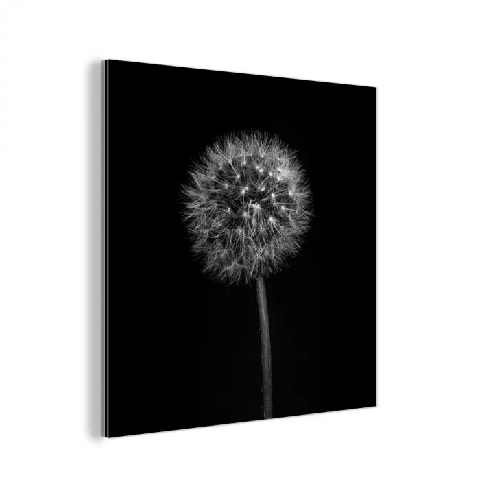 Paardenbloem - Zwart - Bloemen - Botanisch aluminium wit klein -3d