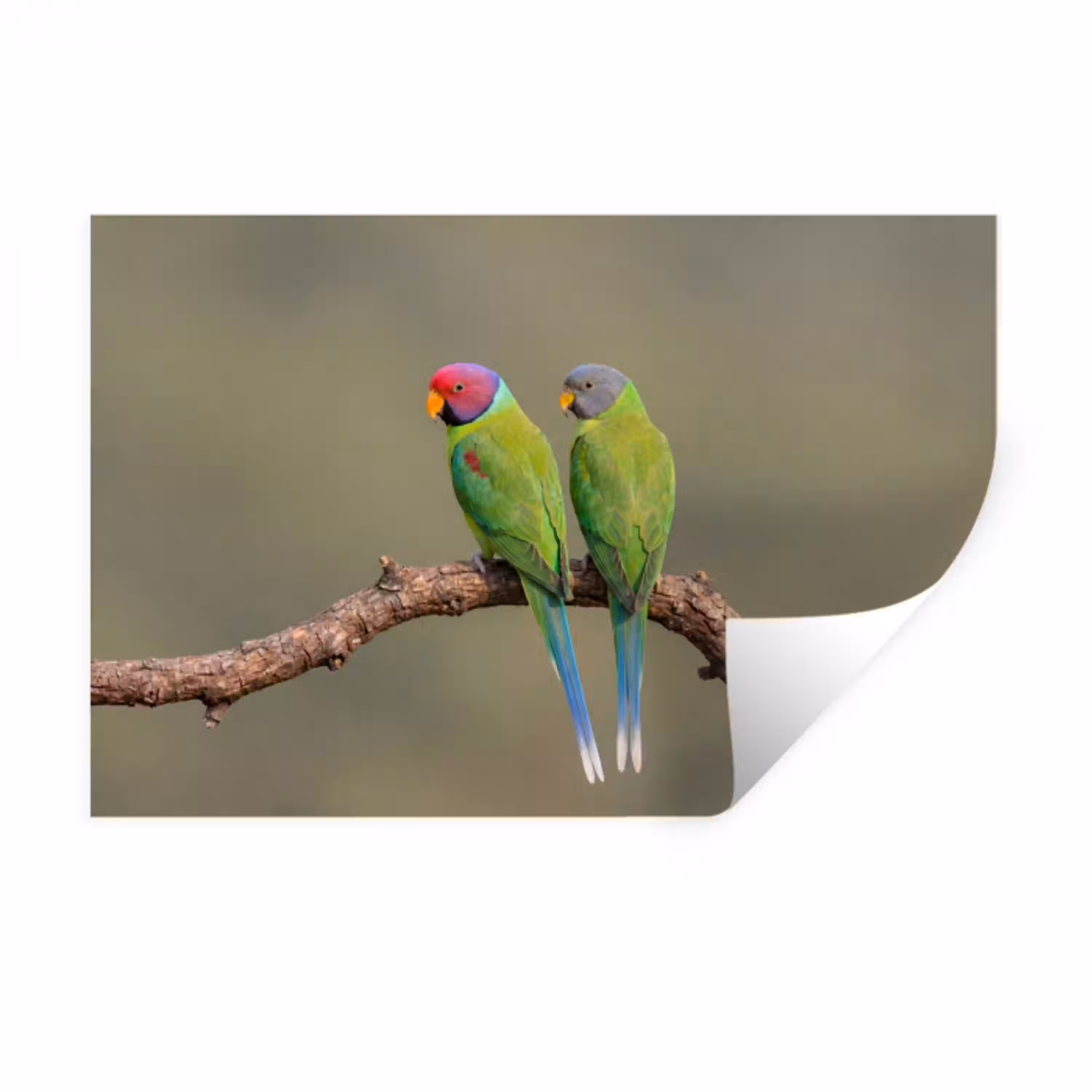 Papagaai - Tak - Natuur - Kleurrijk Muursticker klein -3d