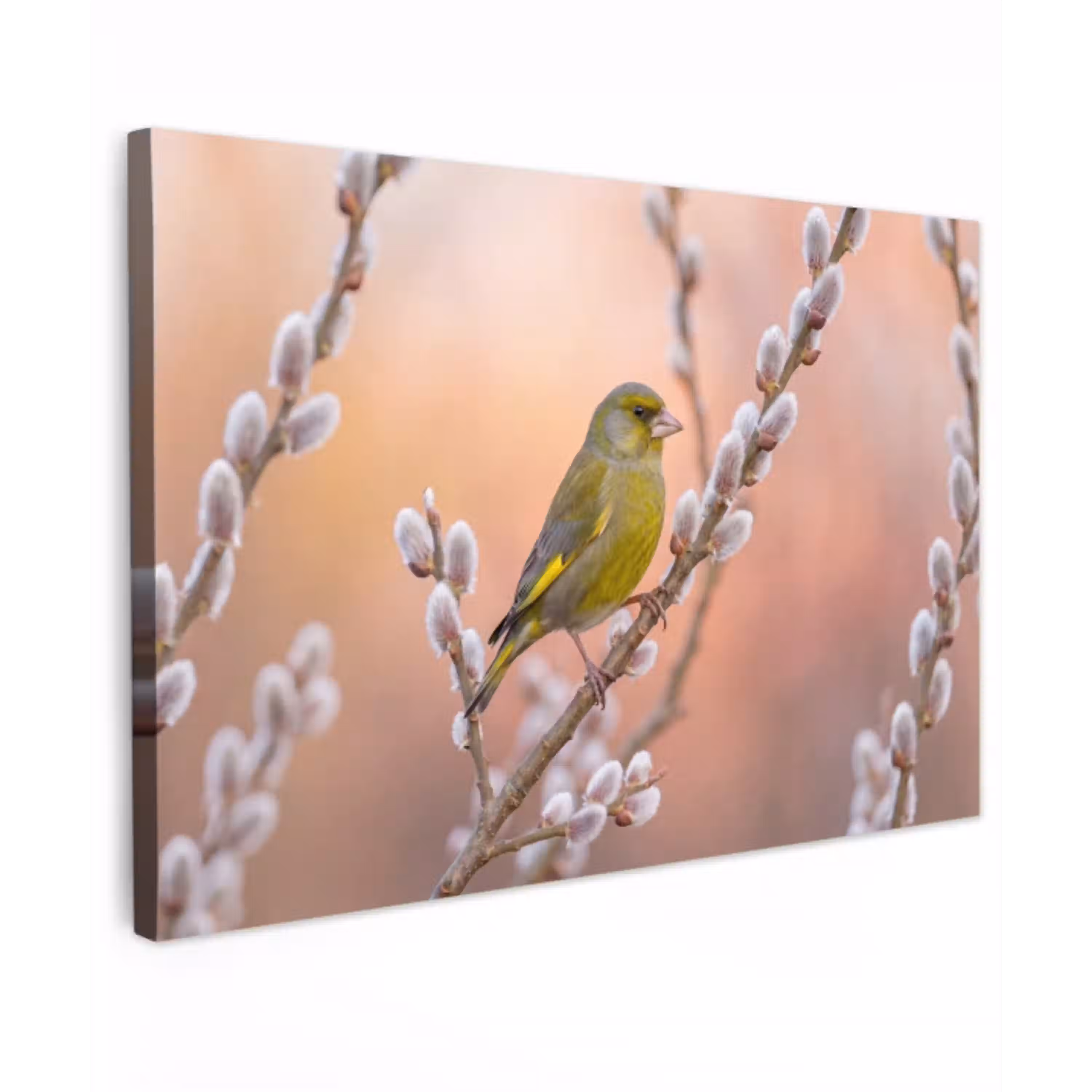 Groenling - Katjes - Lente - Natuur - Zacht Tuinposter op houten frame 2 cm dik klein -3d