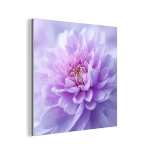 Paars - Dahlia - Dromerig aluminium wit klein -3d