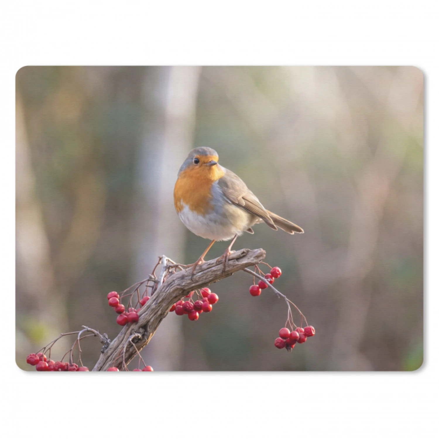 Roodborst - Tak - Bessen - Natuur muismat rubber klein -3d