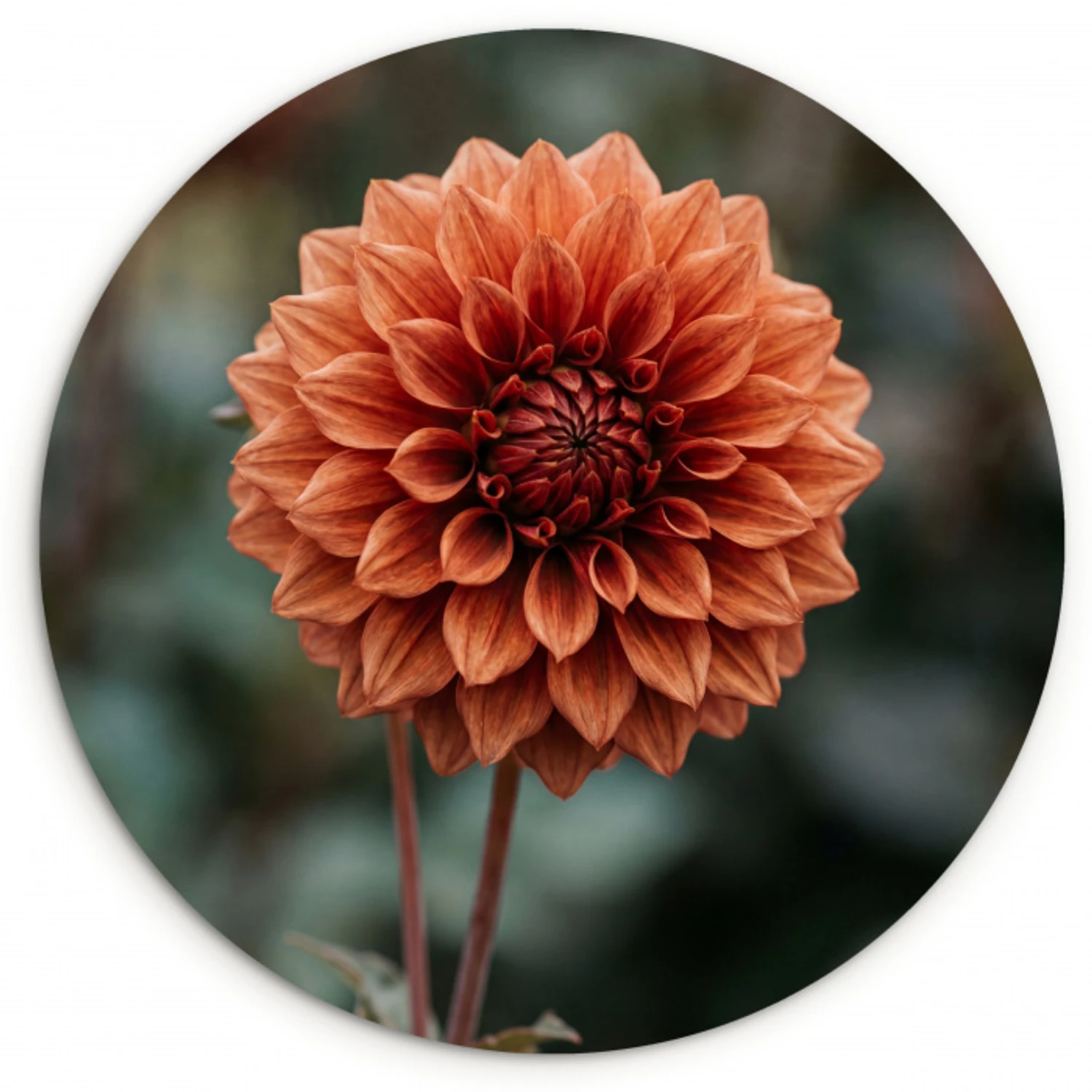 Dahlia - Bloem - Natuur - Sfeervol Wandcirkel kunststof plaat 5mm dik klein -3d