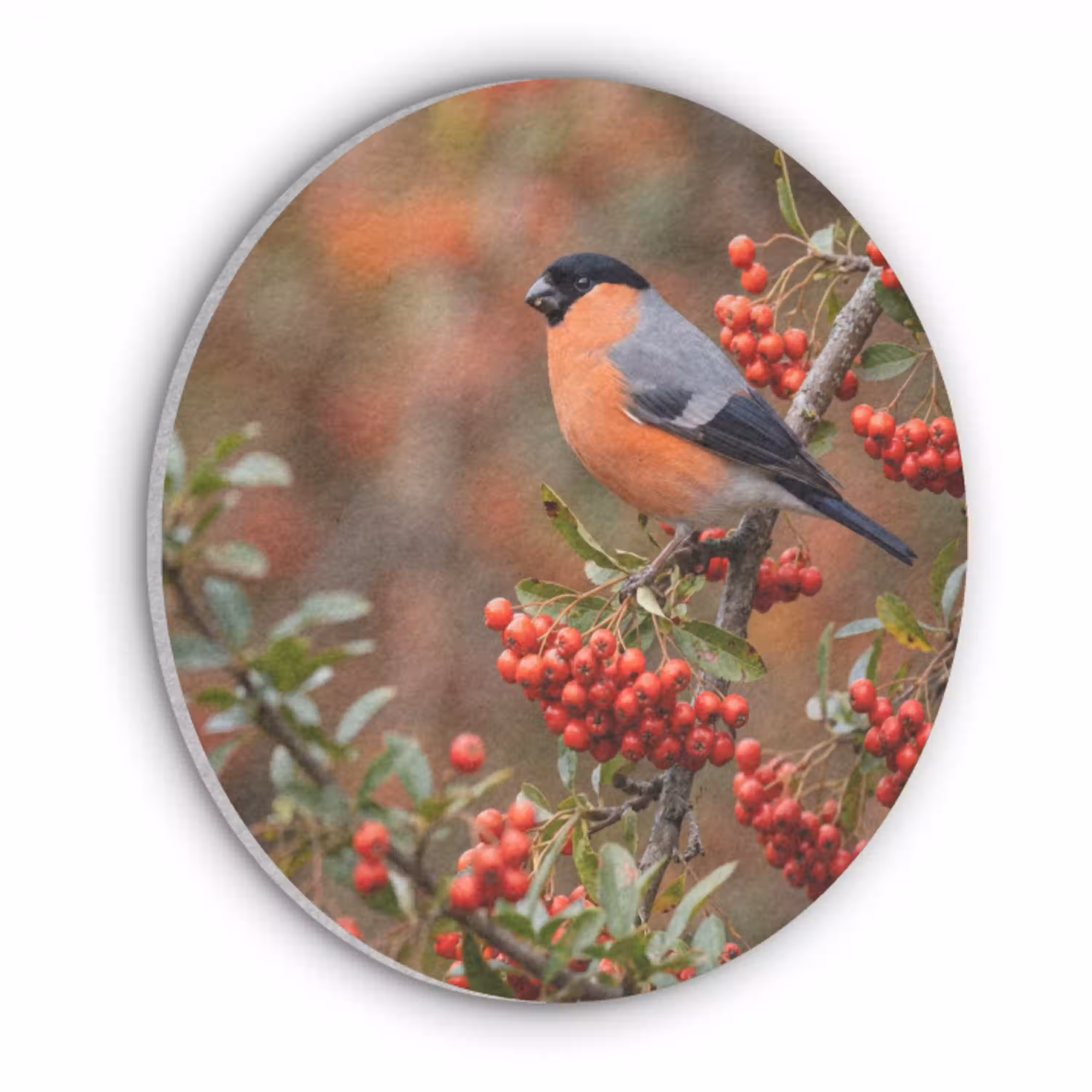 Goudvink - Bessen - Herfst - Natuur - Kleurrijk Akoestische PET Vilt - Rond klein -3d