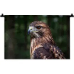 Buizerd - Roofvogel - Natuur - Bruin Wandkleed katoen klein -zz3d