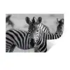 Zebra's - Zwart - Wit Muursticker klein -3d