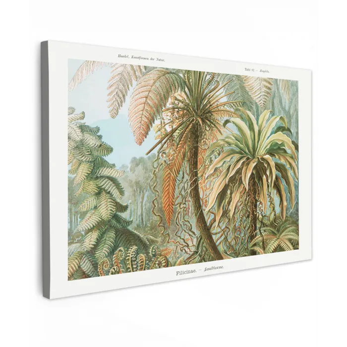Vintage - Oude meesters - Varens - Planten - Natuur canvas 2cm klein -z3d