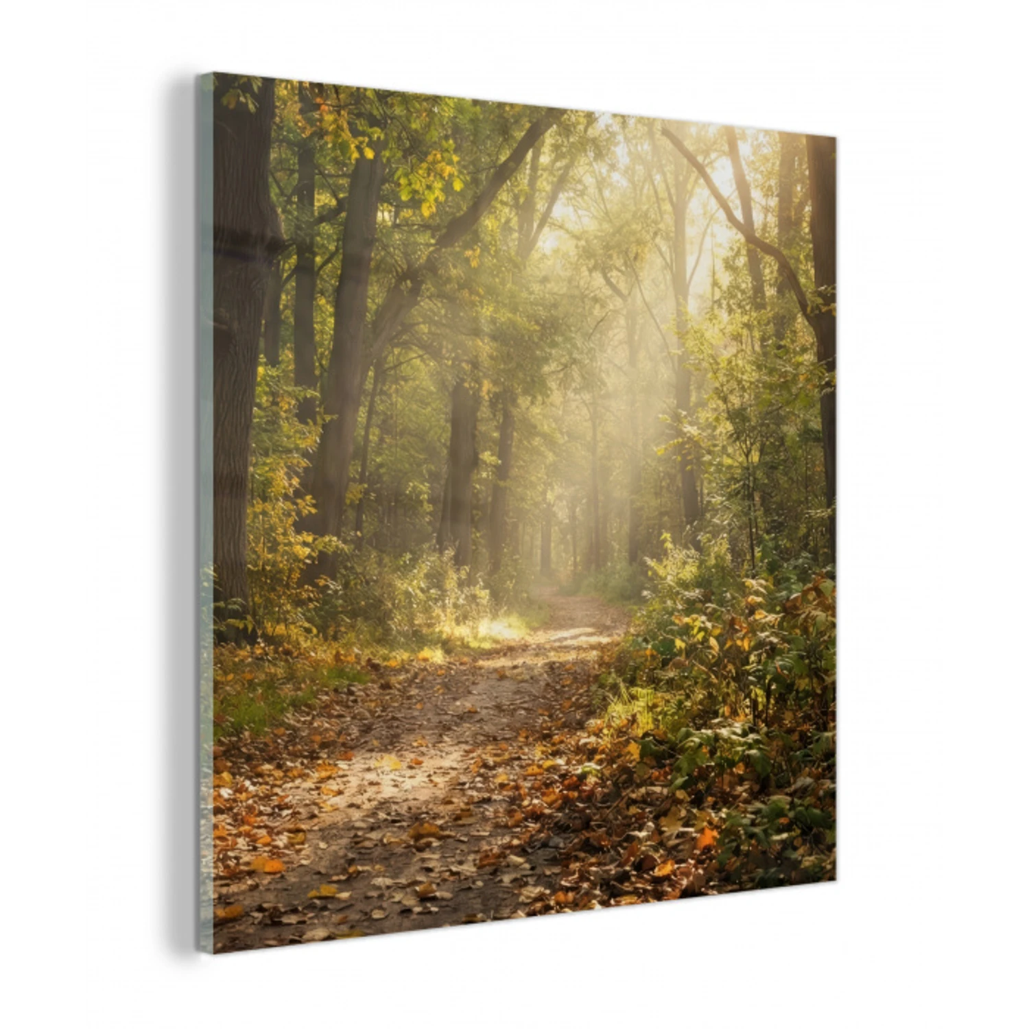 Zonlicht - Bospad - Bomen plexiglas 5mm klein -z3d