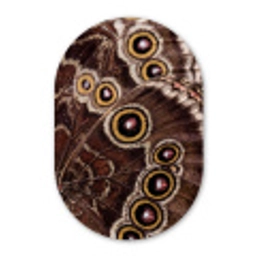 Vlinder - Vleugel - Abstract Wandcirkel Ovaal Forex klein -3d
