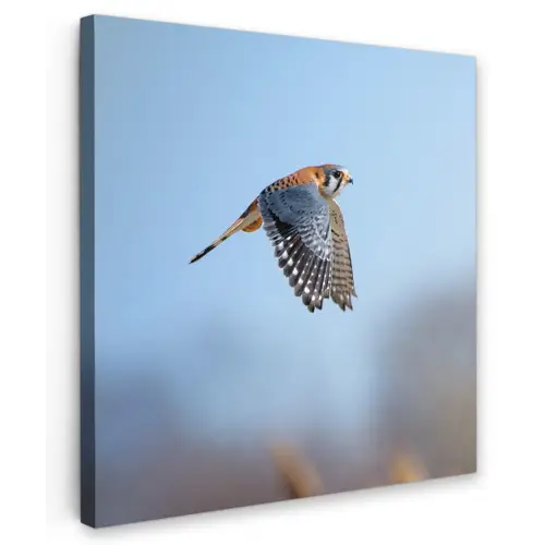 Kleurrijke valk aan het vliegen Tuinposter op houten frame 2 cm dik klein -3d