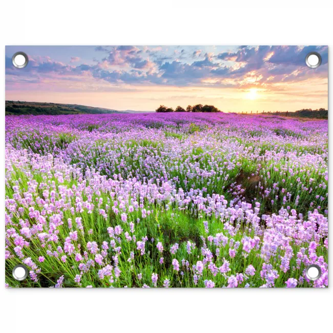 Lavendelvelden bij zonsondergang tuinposter los doek klein -3d