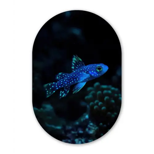 Vis - Stippen - Koraal - Blauw Wandcirkel Ovaal Forex klein -3d