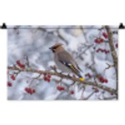 Pestvogel - Bessen - Winter - Natuur Wandkleed katoen klein -zz3d