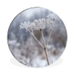 Schermbloem - Rijp - Kristallen - Winter - Delicaat Wandcirkel aluminium klein -3d