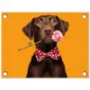 Hond - Oranje - Roos - Valentijn tuinposter los doek klein -3d