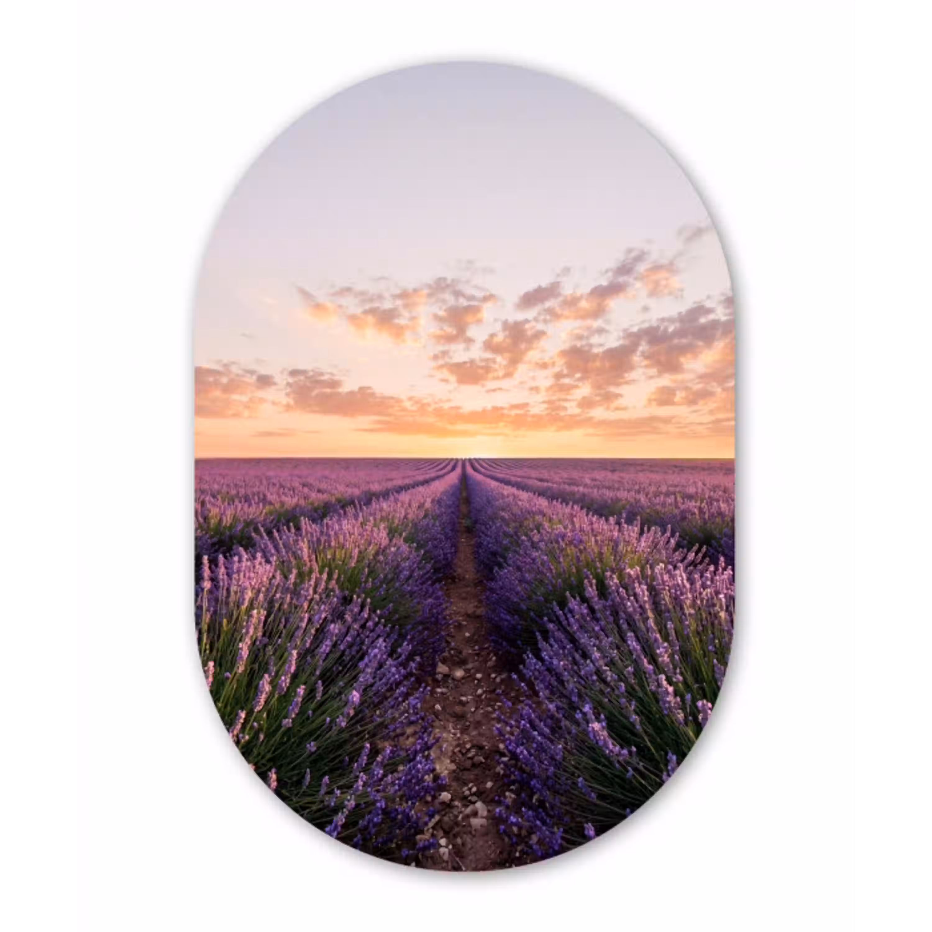 Landschap - Lavendelveld - Paars Wandcirkel Ovaal Aluminium middel -3d