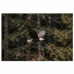 Zeearend - Vliegen - Bos - Natuur poster papier klein -3d
