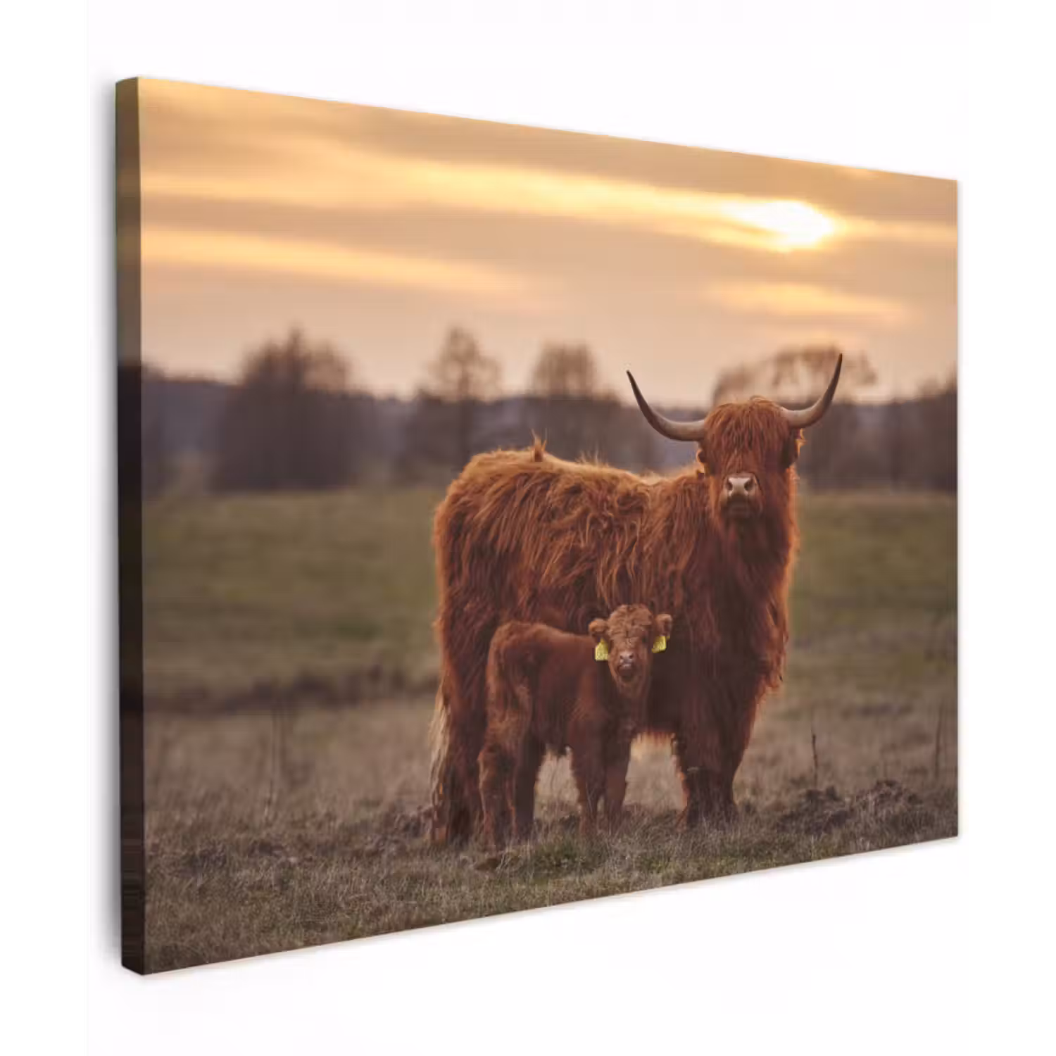 Leinwandbild - Schottische Highlander - Tiere - Landschaft - Sonnenuntergang - Kuh
