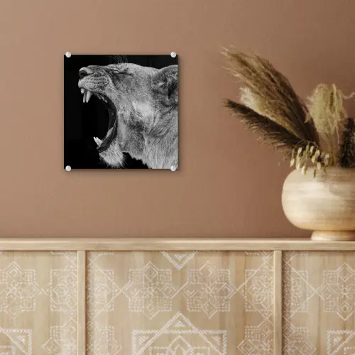 Dieren - Leeuw - Zwart - Wit - Portret plexiglas 5mm klein -sfeer5