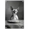 Sphynx - Kat - Dieren - Humor - Spaghetti - Zwart Wit tuinposter los doek klein -3d
