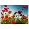 Klaprozen - Toscane - Zon - Rood - Blauw poster papier klein -3d