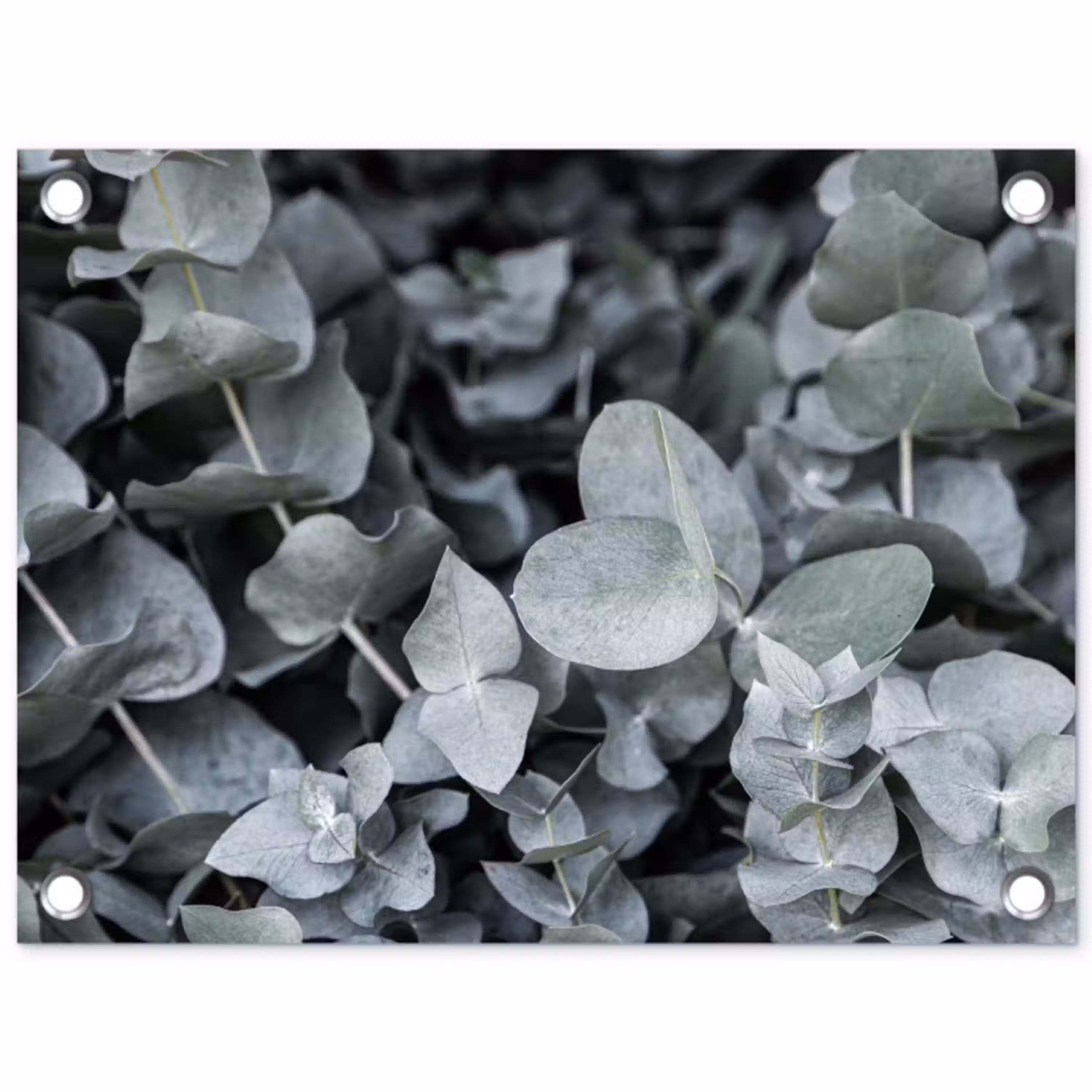 Natuur - Planten - Eucalyptus - Bladeren tuinposter los doek klein -3d