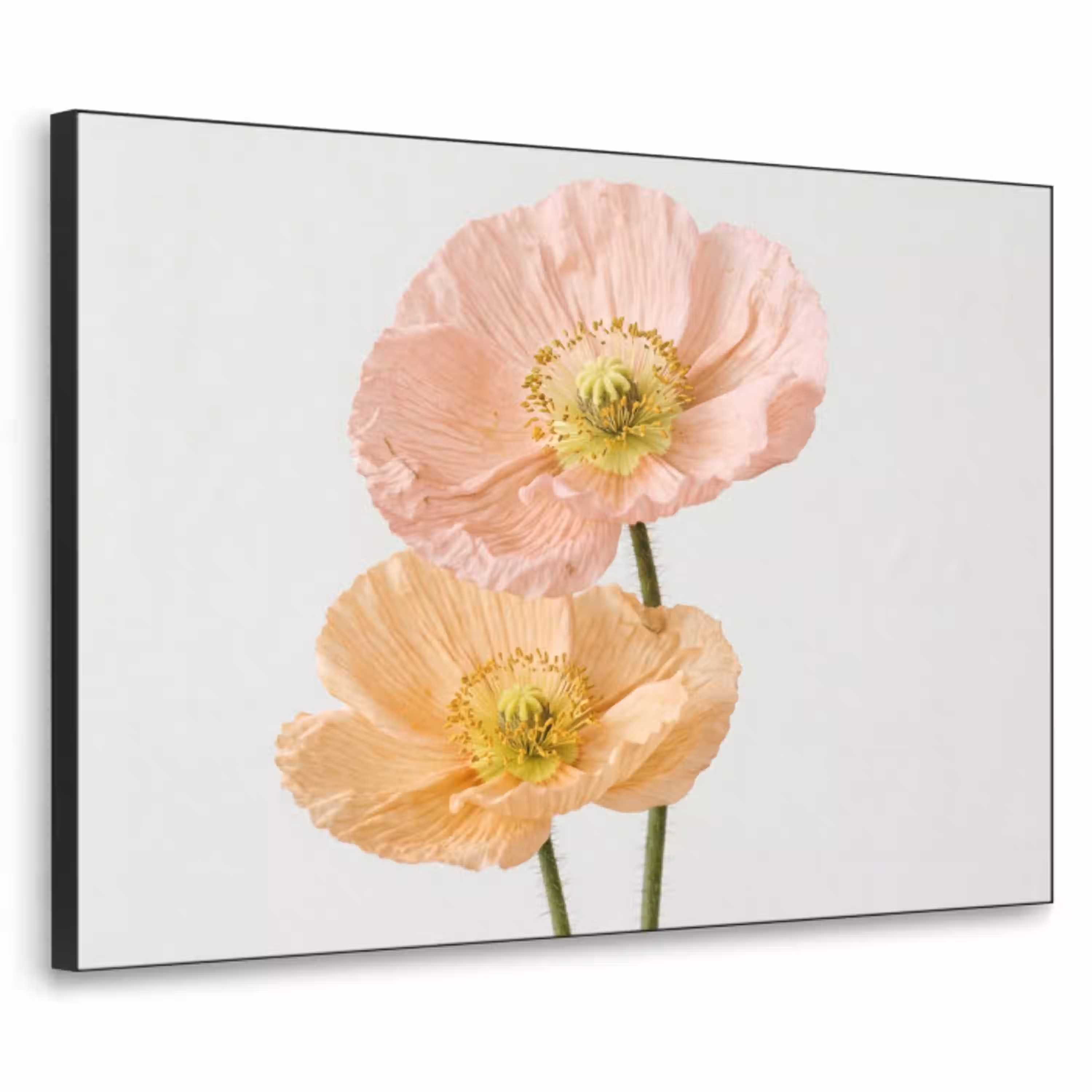 Papavers - Botanisch - Roze Textielframe zwart klein -3d