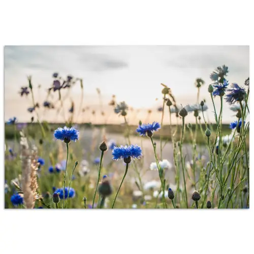 Bloemen - Zomer - Korenbloem - Blauw - Zon - Wolken poster papier klein -3d