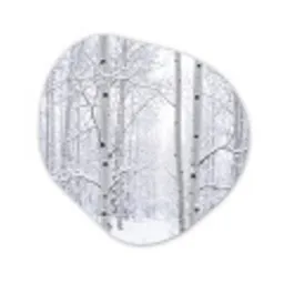 Berkenbomen - Sneeuw - Winter - Bos - Wit Wandcirkel Organisch Forex 3mm klein -3d