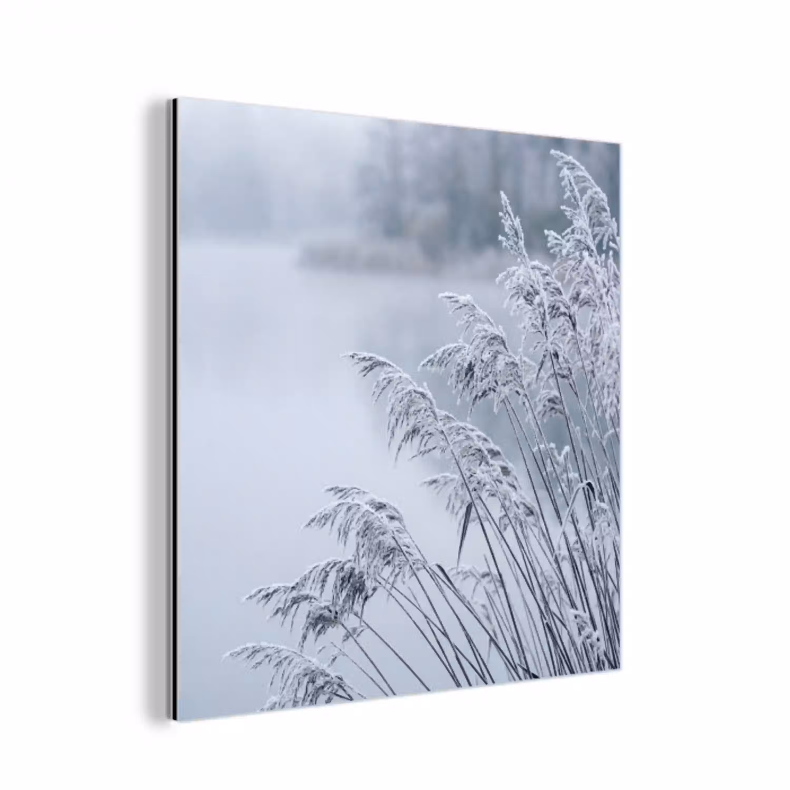 Riet - Bevroren - Winter - Natuur aluminium wit klein -3d